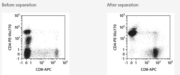 Separation of a buffy coat sample using the StraightFrom Buffy Coat CD4/CD8 MicroBead Kit and the MultiMACS Cell24 Separator Plus with the Single-Column Adapter and Whole Blood Columns. Cells were fluorescently stained with REAfinity Antibodies CD4-PE-Vio 770, CD8-APC, as well as CD45‑VioBlue analyzed by flow cytometry using the MACSQuant Analyzer. Viable leukocytes were gated for analysis based on scatter signals, propidium iodide fluorescence, and CD45 expression.